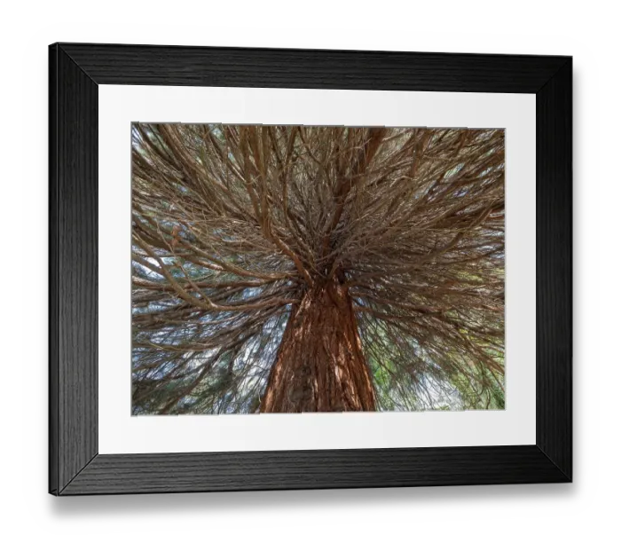 Framed Print : Sequoia tree (Sequoioidea), view from below into the crown