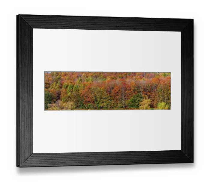 Framed Print : Autumn coloured trees, autumn forest in Lipperland Framed Print : Autumn coloured trees, autumn forest in Lipperland