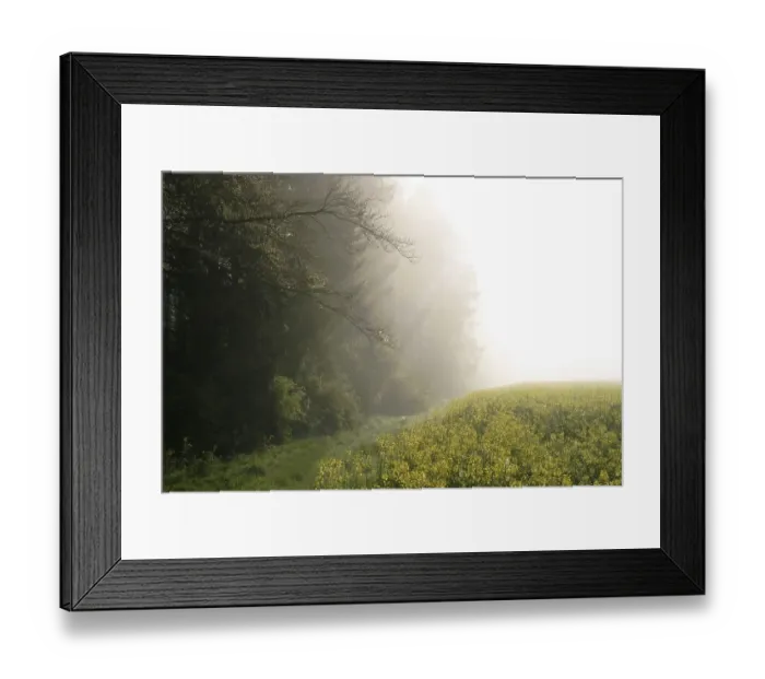 Framed Print : Early morning in spring. The sun is shining through the fog between the forest and a rape field Framed Print : Early morning in spring. The sun is shining through the fog between the forest and a rape field