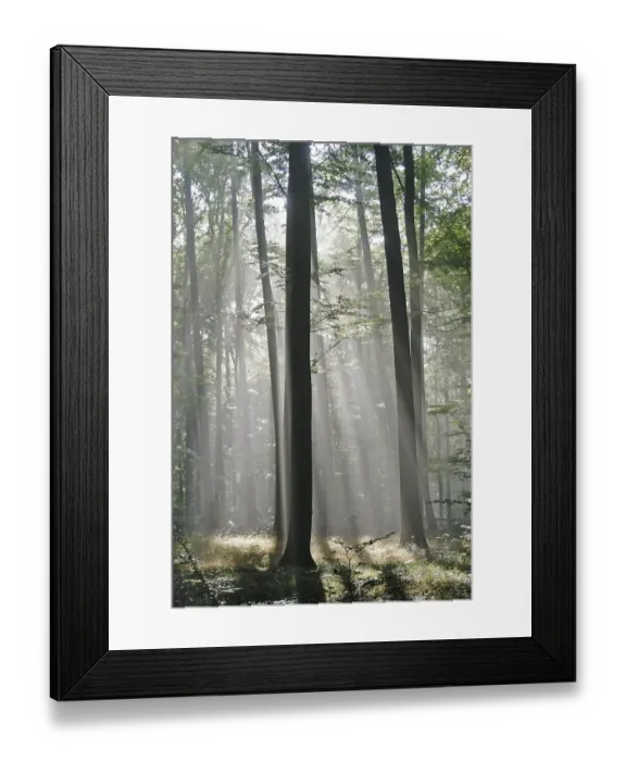 Framed Print : Sunbeams are crossing sideways in the foggy beech forest