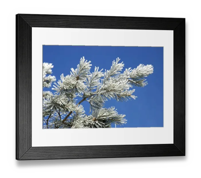 Framed Print : Part of a pine tree with snow Framed Print : Part of a pine tree with snow
