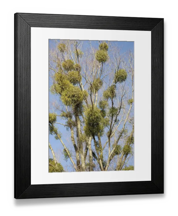Framed Print : Common - or European Mistletoes (Viscum album) growing in an old White Willow tree (Salix alba)