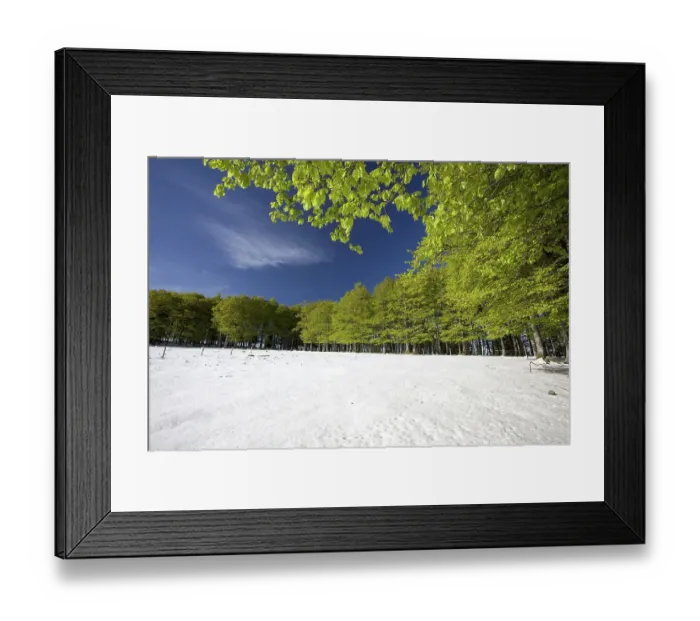 Framed Print : Snow in a spring forest, Mt Kandel Framed Print : Snow in a spring forest, Mt Kandel