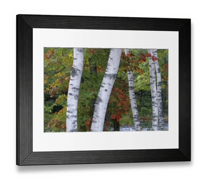 Framed Print : White birch trunks in a fall coloured forest Framed Print : White birch trunks in a fall coloured forest