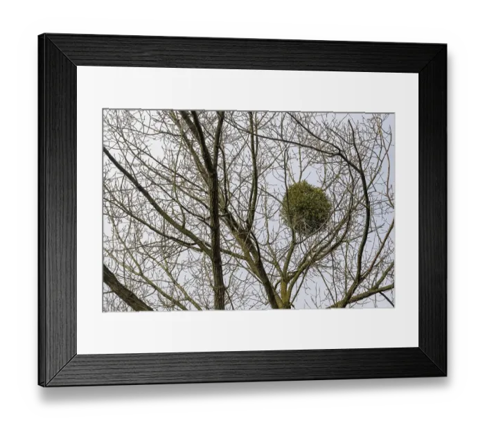 Framed Print : European mistletoe in a tree