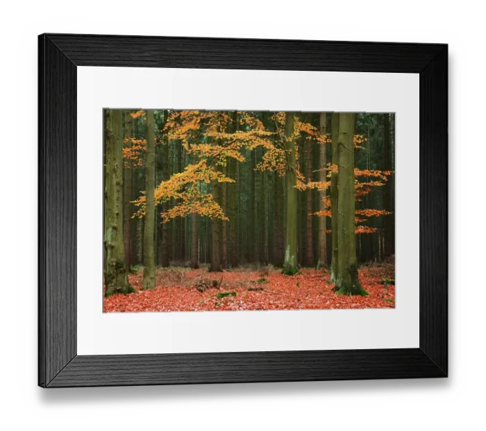 Framed Print : Beech trees (Fagus) in a conifer forest Framed Print : Beech trees (Fagus) in a conifer forest