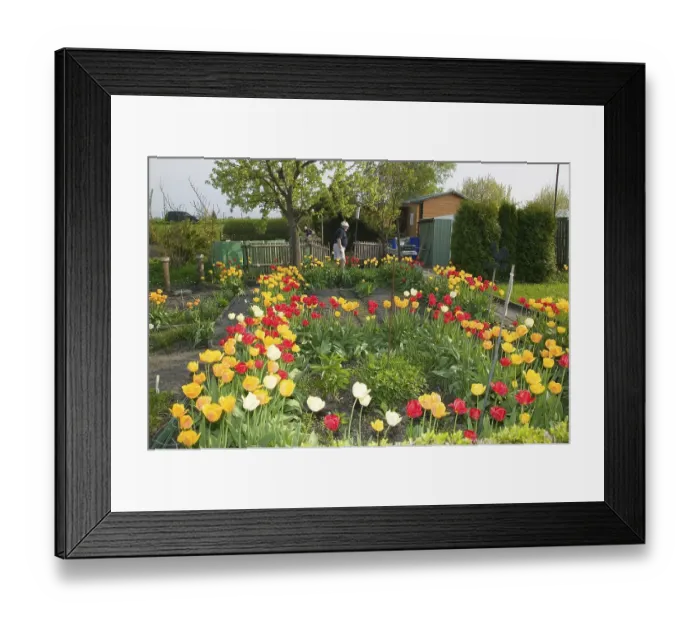 Framed Print : The allotment garden, also known as Schrebergarten