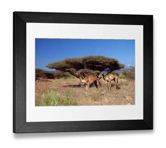 Framed Print : Dromedaries, Camelus dromedarius Framed Print : Dromedaries, Camelus dromedarius