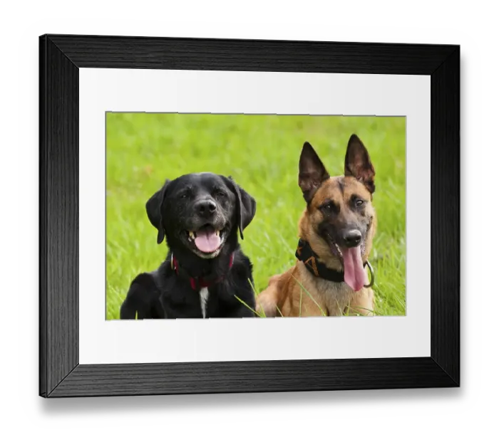 Framed Print : Malinois and Labrador mix on a green meadow