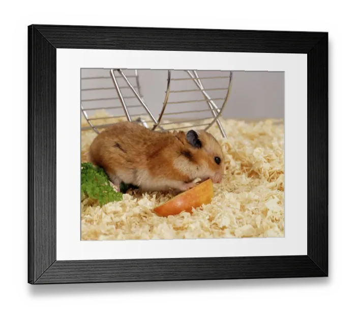 Framed Print : Golden Hamster (Mesocricetus auratus) eating piece of apple Framed Print : Golden Hamster (Mesocricetus auratus) eating piece of apple