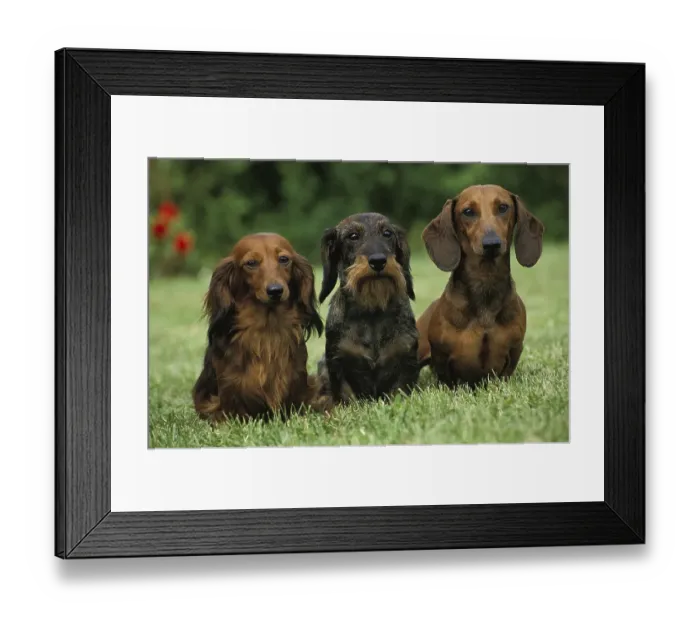 Framed Print : Wirehaired and Roughhaired Dachshunds and Longhaired Dachshunds Standing on Grass