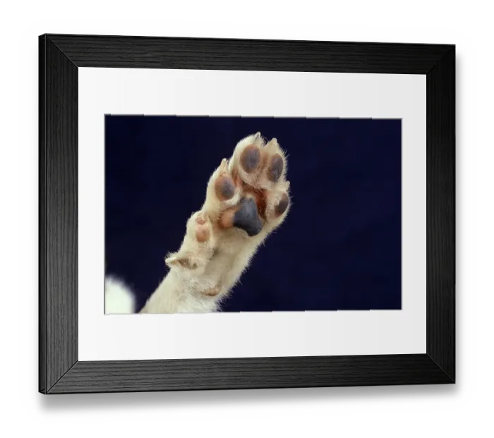 Framed Print : NORGEVIAN LUNDEHUND POINTED, CLOSE-UP OF A PAW Framed Print : NORGEVIAN LUNDEHUND POINTED, CLOSE-UP OF A PAW