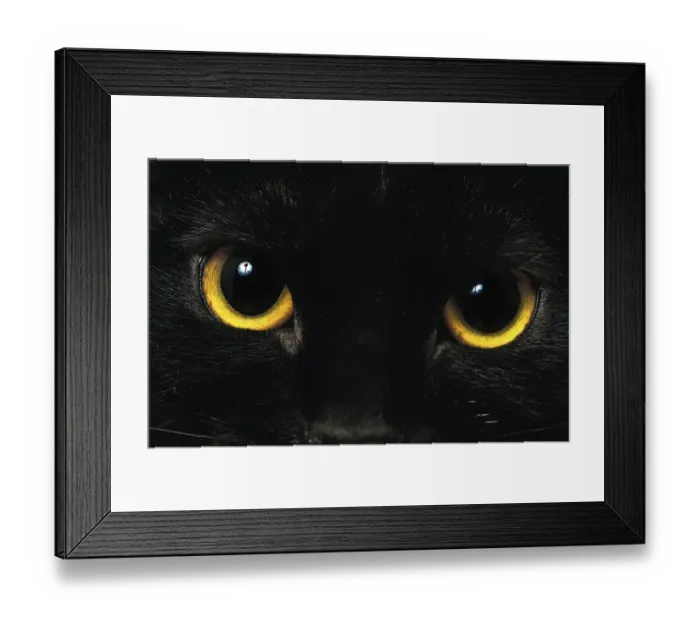 Framed Print : Bombay house cat, close-up of eyes w
