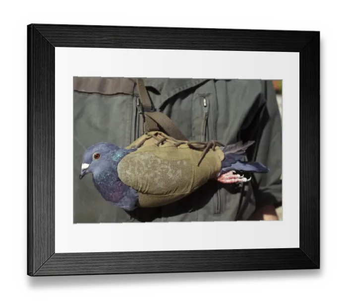 Framed Print : Carrier pigeon Framed Print : Carrier pigeon