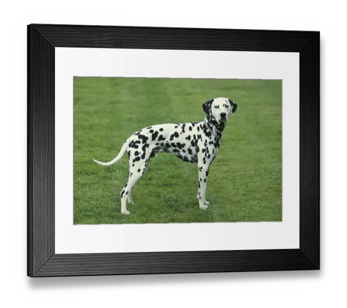 Framed Print : Dalmatian Dog standing on Grass Framed Print : Dalmatian Dog standing on Grass