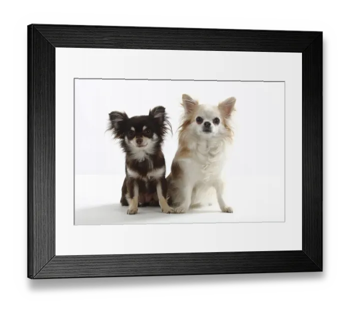 Framed Print : Chihuahuas, long-haired Framed Print : Chihuahuas, long-haired