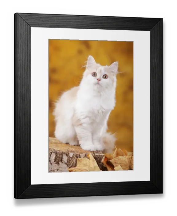 Framed Print : British longhair cat, 6 months