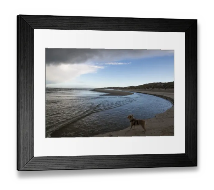 Framed Print : Small Podengo Portugues, rough coat Framed Print : Small Podengo Portugues, rough coat