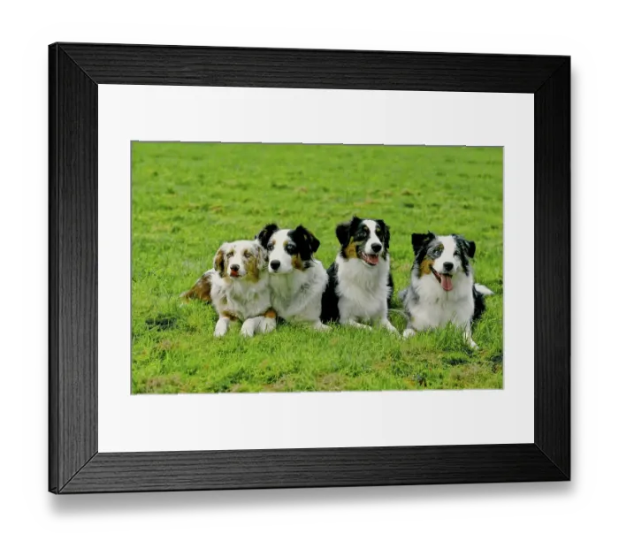 Framed Print : Australian Shepherd, 5 months, 2 years