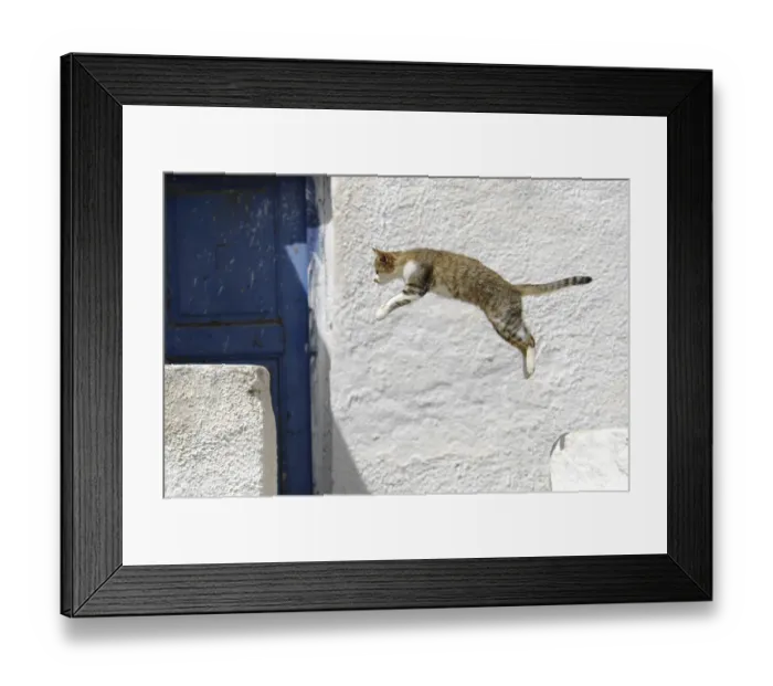 Framed Print : Domestic cat taking a leap, Tinos Island Framed Print : Domestic cat taking a leap, Tinos Island