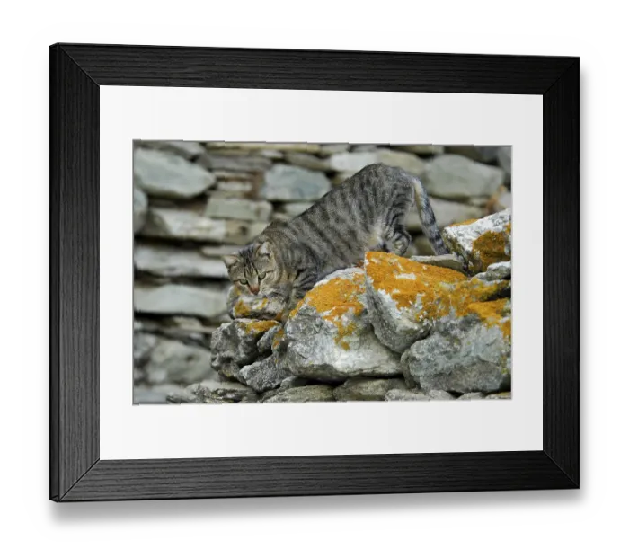 Framed Print : Domestic cat, tabby, climbing down from a wall