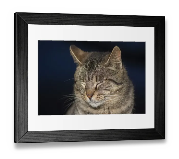 Framed Print : Brown and gray tabby cat. Cats in the port of Essaouira in Morocco
