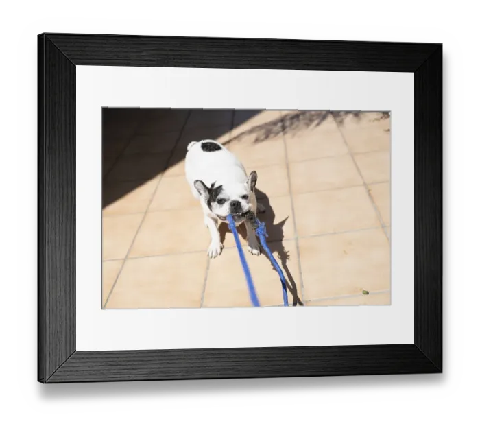 Framed Print : A French Bulldog (Canis lupus familiaris) with black spots holding a blue leash in its mouth Framed Print : A French Bulldog (Canis lupus familiaris) with black spots holding a blue leash in its mouth