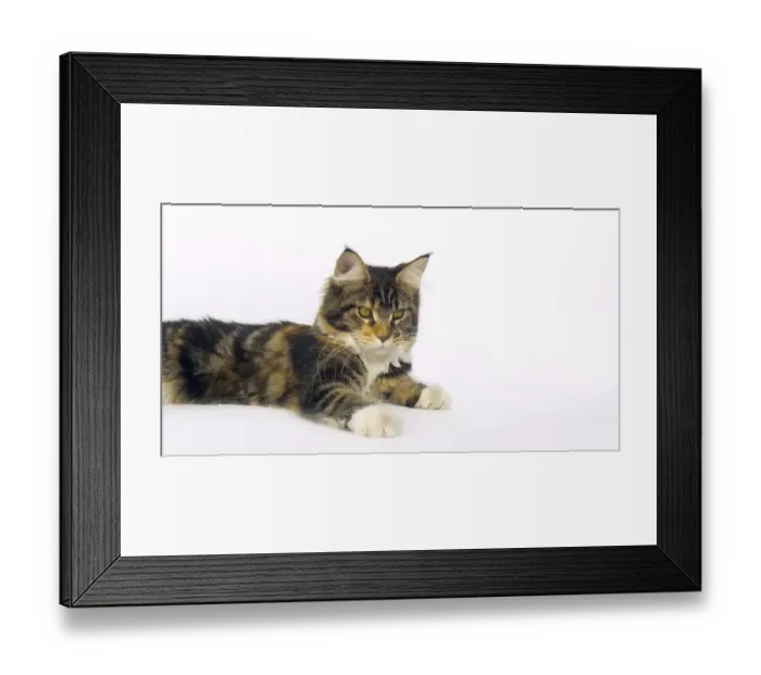 Framed Print : Brown Tortie Blotched Tabby and White Maine Coon Domestic Cat