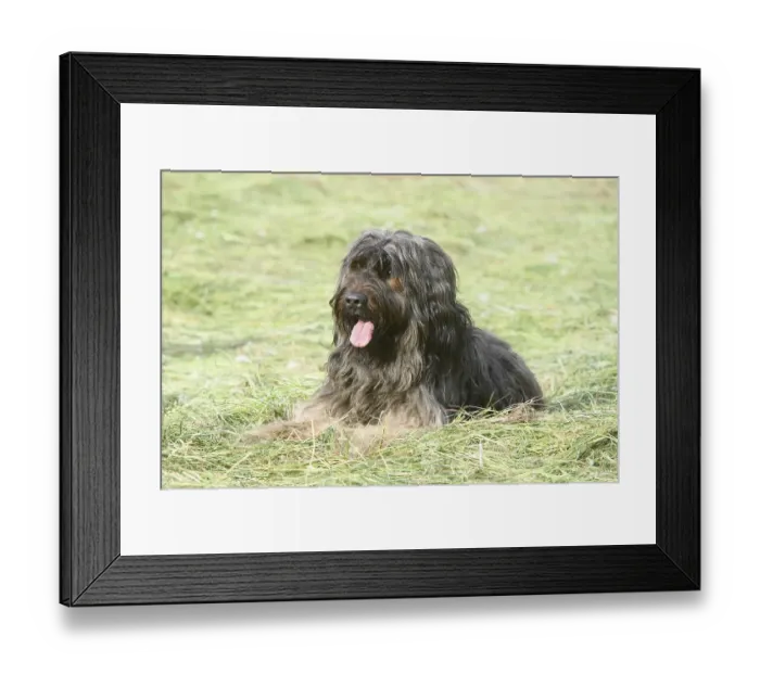 Framed Print : A long-haired fawn-coloured dog lying relaxed in a meadow