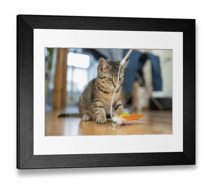 Framed Print : Kitten focussed on a feather toy on a wooden floor
