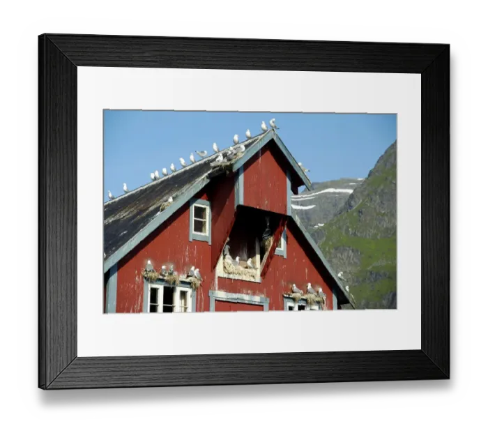 Framed Print : Red painted wooden house Rorbuer with nesting seagulls in A Moskenesoya Lofoten Norway Framed Print : Red painted wooden house Rorbuer with nesting seagulls in A Moskenesoya Lofoten Norway