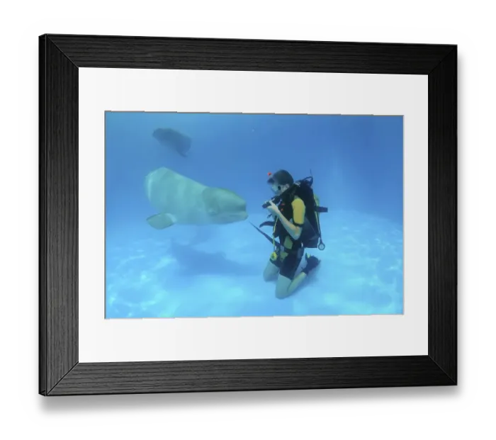 Framed Print : Diver and Beluga, White whale (Delphinapterus leucas)