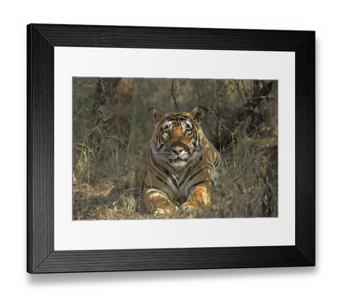 Framed Print : Indian or Bengal Tiger (Panthera tigris tigris) in its habitat