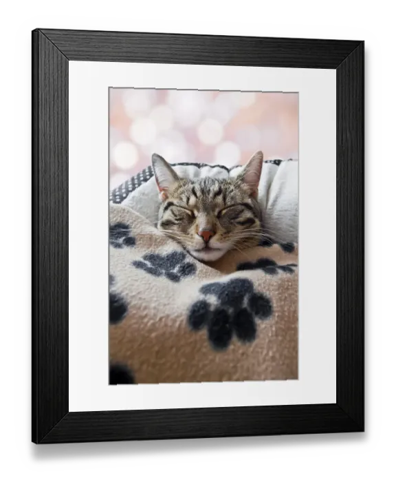 Framed Print : House cat sleeps under a blanket