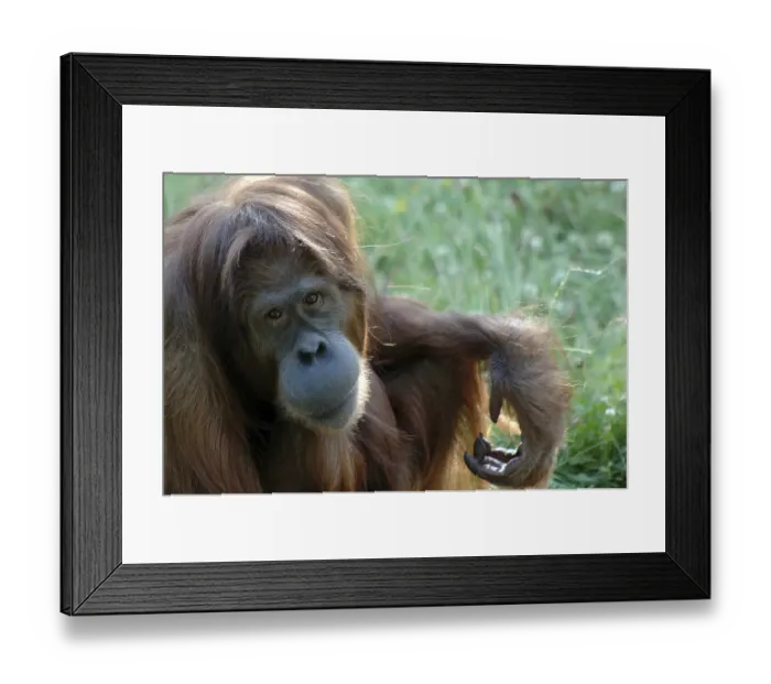 Framed Print : Bornean Orangutan (Pongo pygmaeus) at a zoo