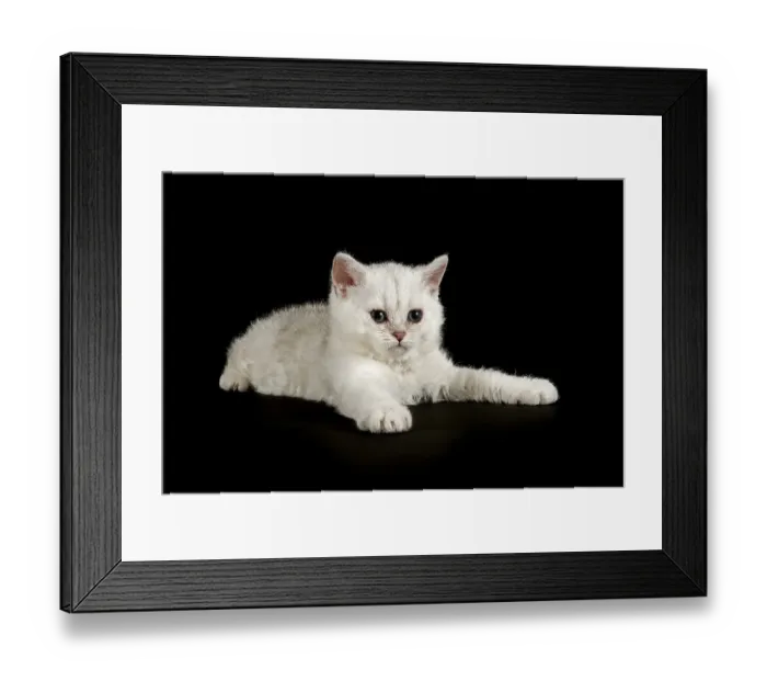 Framed Print : Selkirk Rex, cat breed, kitten