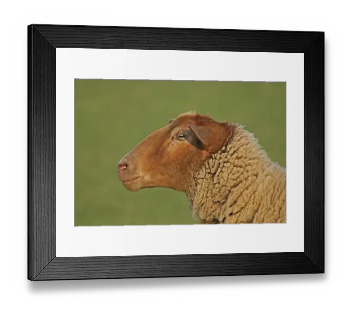 Framed Print : Domestic Sheep Ovis gmelini aries