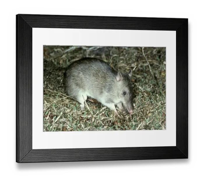 Framed Print : Long-nosed Bandicoot (Perameles nasuta)