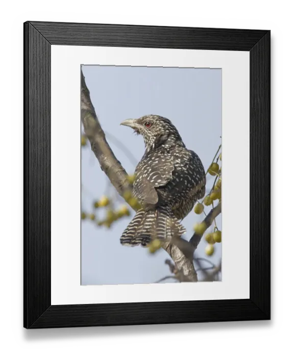 Framed Print : Asian Koel (Eudynamis scolopacea) adult female