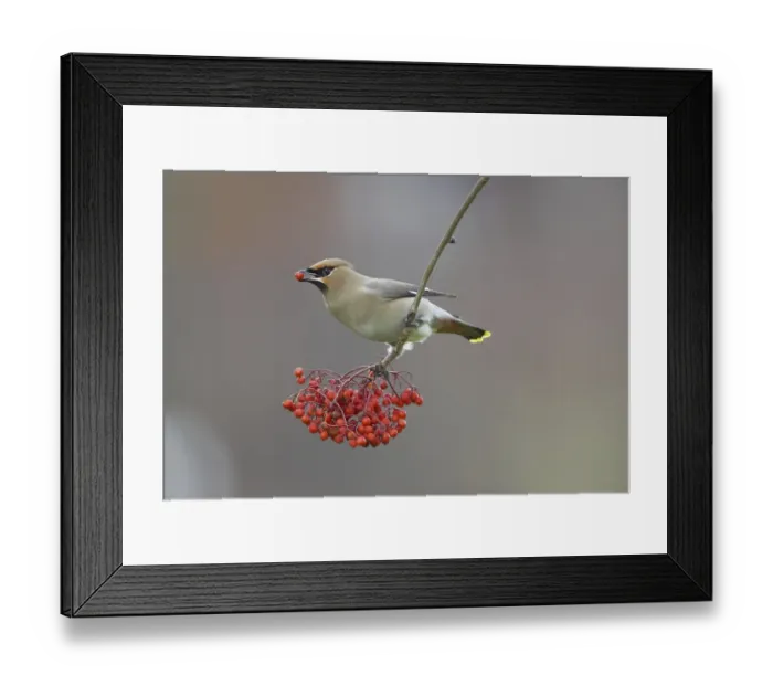 Framed Print : Bohemian Waxwing (Bombycilla garrulus)