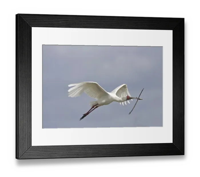Framed Print : African Spoonbill (Platalea alba) Framed Print : African Spoonbill (Platalea alba)