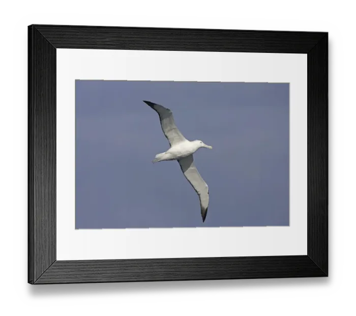 Framed Print : Southern Royal Albatross (Diomedea epomophora)