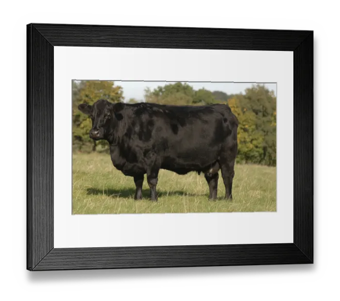 Framed Print : Domestic cattle, Aberdeen Angus