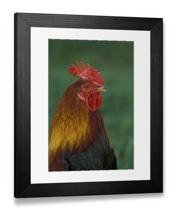 Framed Print : Red Jungle Fowl (Gallus gallus), male, portrait
