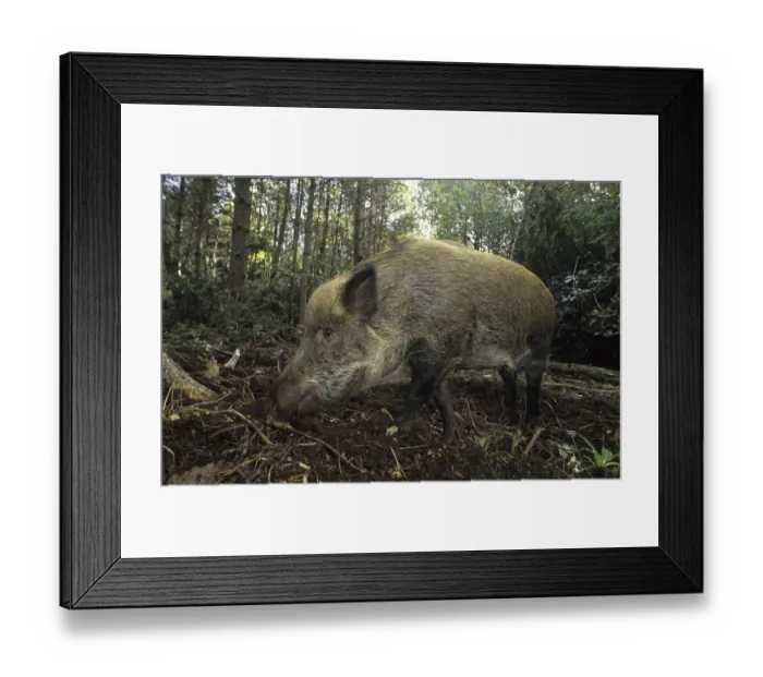 Framed Print : Eurasian Wild Boar (Sus scrofa), sow foraging