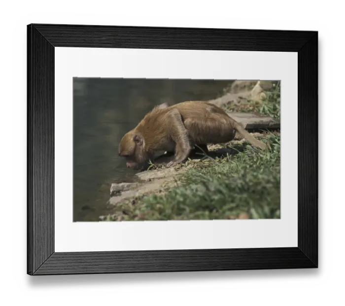 Framed Print : Assamese Macaque (Macaca assamensis) Framed Print : Assamese Macaque (Macaca assamensis)