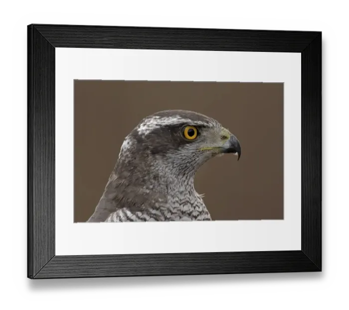 Framed Print : Northern Goshawk (Accipiter gentilis)