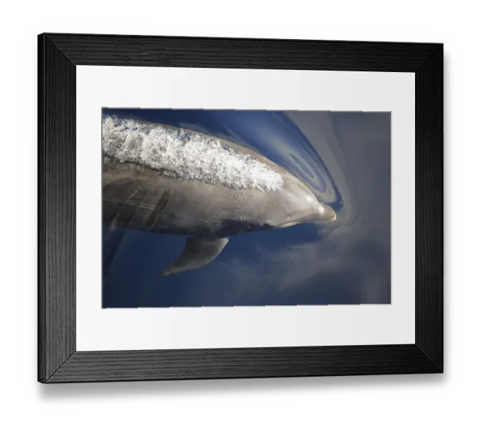 Framed Print : Common Bottlenose Dolphin (Tursiops truncatus)