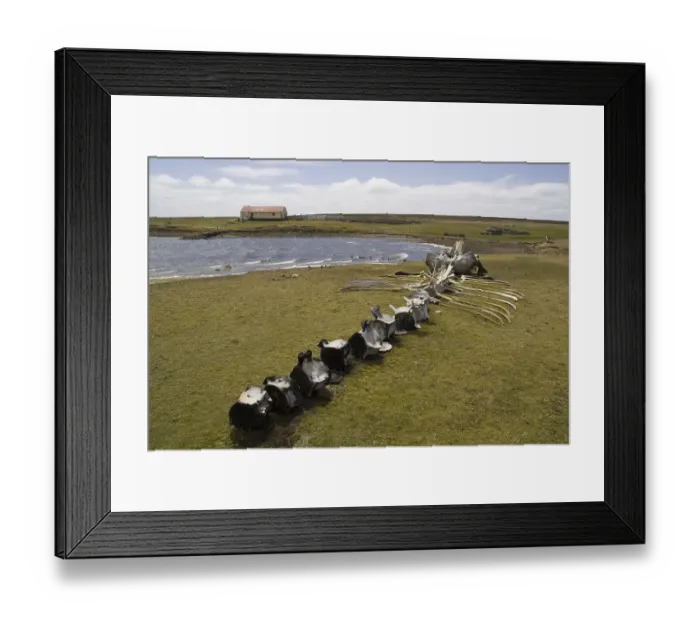 Framed Print : Whale skeleton on Bleaker Island Framed Print : Whale skeleton on Bleaker Island