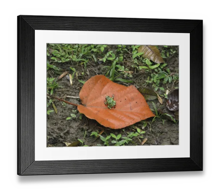 Framed Print : Marbled Burrowing Frog (Scaphiophryne marmorata)